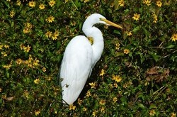 Great White Egret - yellow bill, black legs and feet